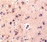 Immunohistochemistry - CTRP2 Antibody from Signalway Antibody (24327) - Antibodies.com