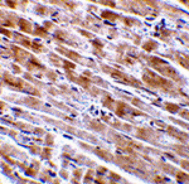 Immunohistochemistry - CTRP3 Antibody from Signalway Antibody (24329) - Antibodies.com
