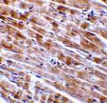 Immunohistochemistry - CTRP3 Antibody from Signalway Antibody (24329) - Antibodies.com