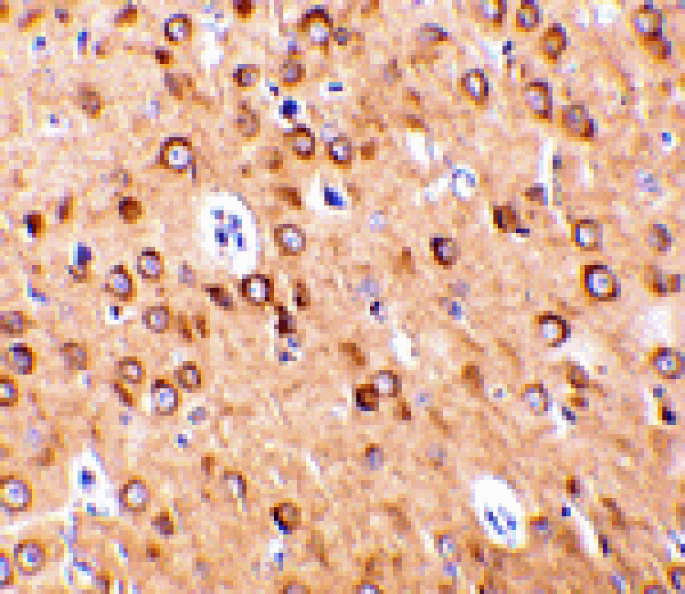 Immunohistochemistry - CTRP4 Antibody from Signalway Antibody (24330) - Antibodies.com