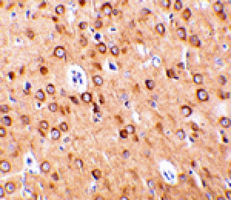 Immunohistochemistry - CTRP4 Antibody from Signalway Antibody (24330) - Antibodies.com