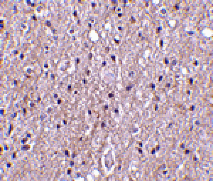 Immunohistochemistry - CTRP4 Antibody from Signalway Antibody (24331) - Antibodies.com