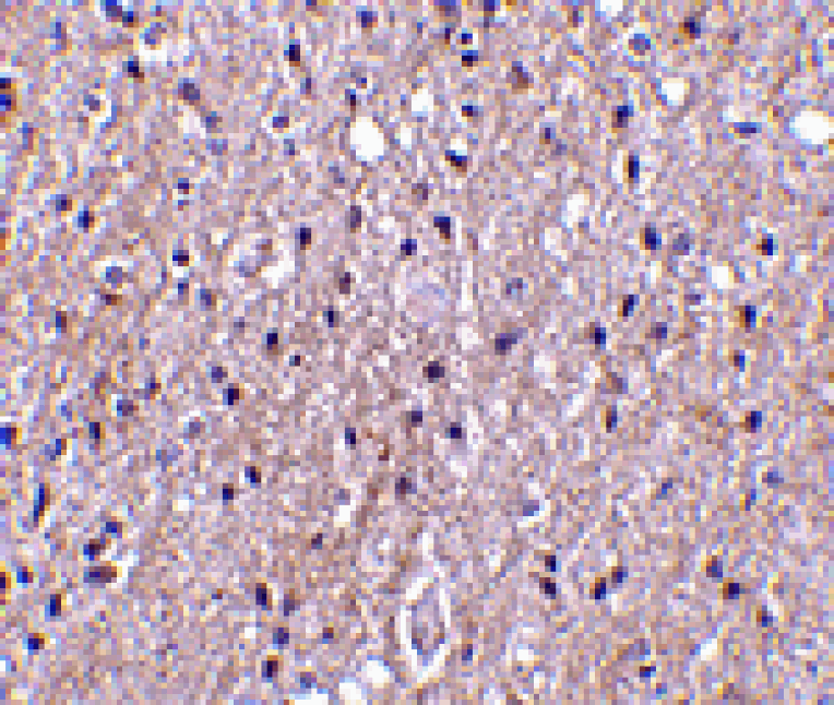 Immunohistochemistry - CTRP4 Antibody from Signalway Antibody (24331) - Antibodies.com