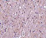 Immunohistochemistry - CTRP4 Antibody from Signalway Antibody (24331) - Antibodies.com