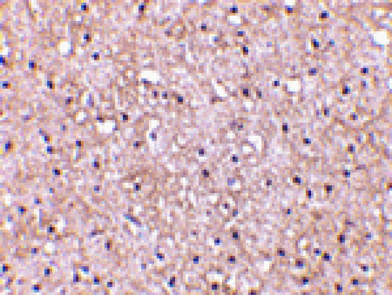 Immunohistochemistry - CTRP5 Antibody from Signalway Antibody (24332) - Antibodies.com
