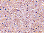 Immunohistochemistry - CTRP5 Antibody from Signalway Antibody (24332) - Antibodies.com