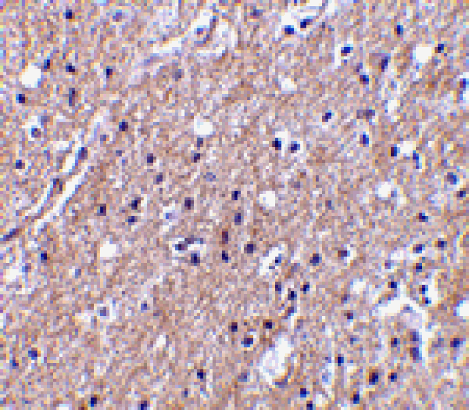 Immunohistochemistry - CTRP6 Antibody from Signalway Antibody (24335) - Antibodies.com