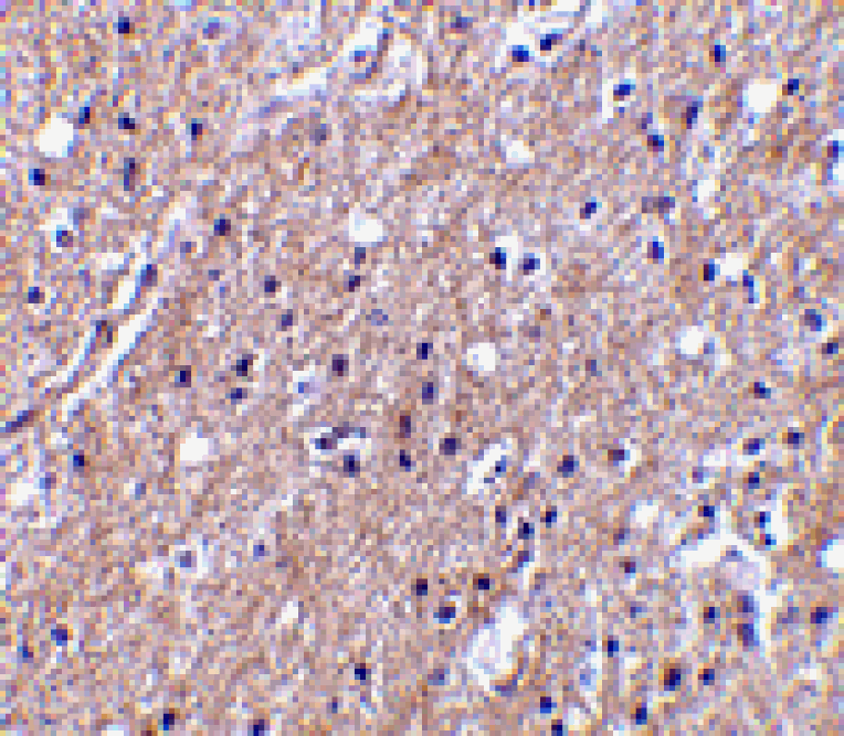 Immunohistochemistry - CTRP6 Antibody from Signalway Antibody (24335) - Antibodies.com