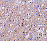 Immunohistochemistry - CTRP6 Antibody from Signalway Antibody (24335) - Antibodies.com