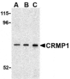 Western blot - CRMP1 Antibody from Signalway Antibody (24355) - Antibodies.com
