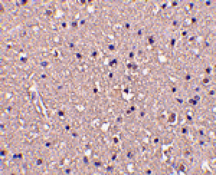 Immunohistochemistry - CRMP1 Antibody from Signalway Antibody (24356) - Antibodies.com
