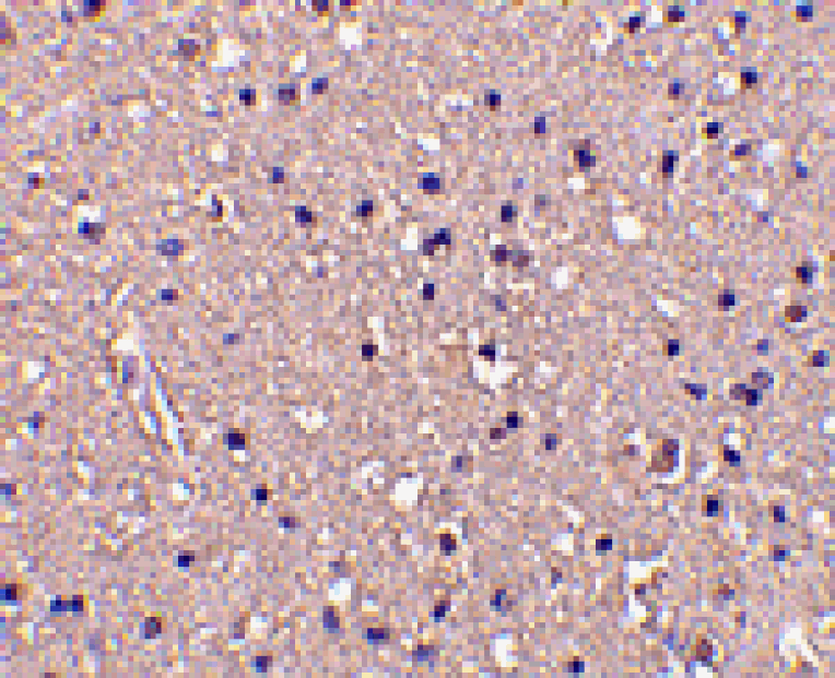 Immunohistochemistry - CRMP1 Antibody from Signalway Antibody (24356) - Antibodies.com