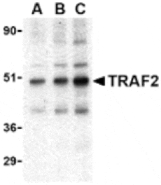 Western blot - TRAF2 Antibody from Signalway Antibody (24372) - Antibodies.com