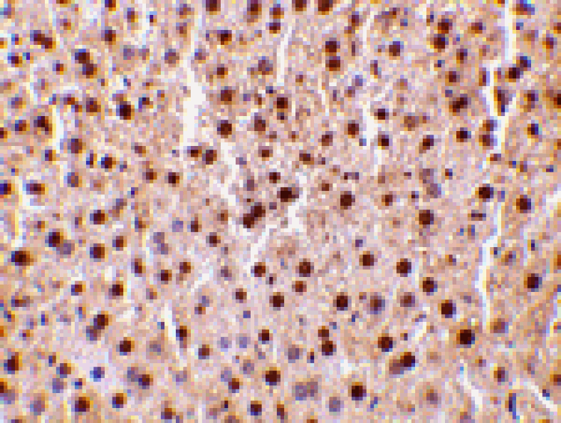 Immunohistochemistry - TRAF2 Antibody from Signalway Antibody (24372) - Antibodies.com