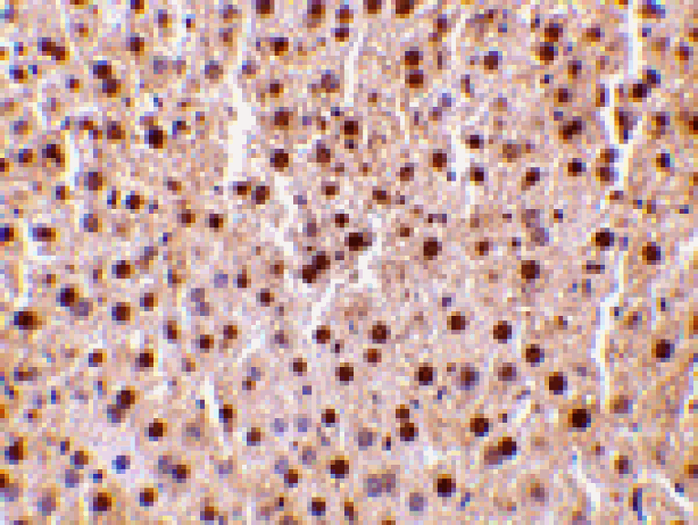 Immunohistochemistry - TRAF2 Antibody from Signalway Antibody (24372) - Antibodies.com
