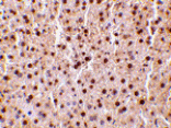 Immunohistochemistry - TRAF2 Antibody from Signalway Antibody (24372) - Antibodies.com