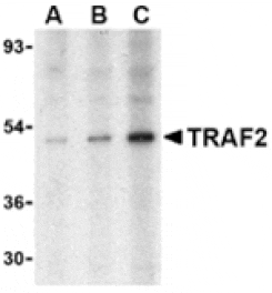 Western blot - TRAF2 Antibody from Signalway Antibody (24373) - Antibodies.com