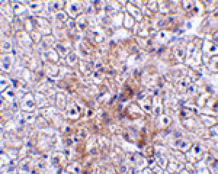 Immunohistochemistry - TRAF2 Antibody from Signalway Antibody (24373) - Antibodies.com