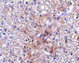 Immunohistochemistry - TRAF2 Antibody from Signalway Antibody (24373) - Antibodies.com