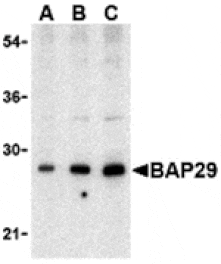 Western blot - BAP29 Antibody from Signalway Antibody (24375) - Antibodies.com