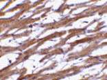 Immunohistochemistry - BAP29 Antibody from Signalway Antibody (24375) - Antibodies.com