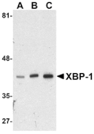 Western blot - XBP-1 Antibody from Signalway Antibody (24385) - Antibodies.com