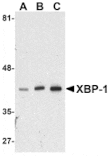 Western blot - XBP-1 Antibody from Signalway Antibody (24385) - Antibodies.com