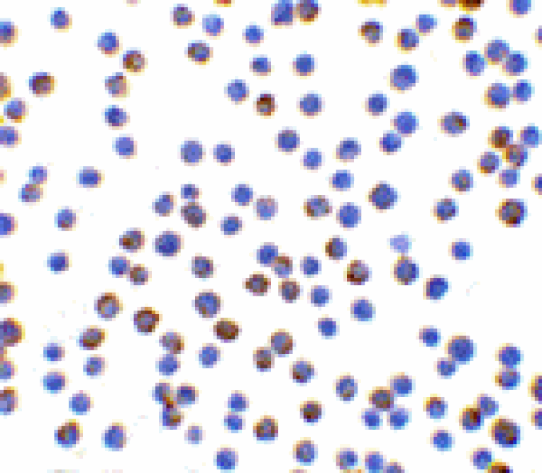 Immunocytochemistry - XBP-1 Antibody from Signalway Antibody (24385) - Antibodies.com