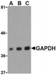 Western blot - GAPDH Antibody from Signalway Antibody (24406) - Antibodies.com