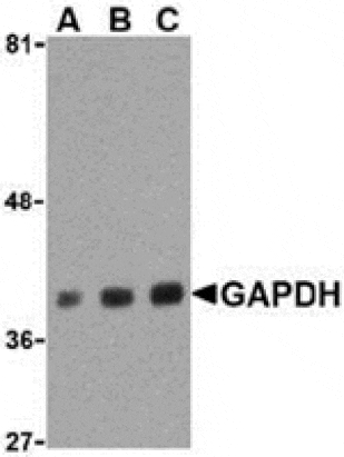 Western blot - GAPDH Antibody from Signalway Antibody (24406) - Antibodies.com