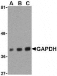 Western blot - GAPDH Antibody from Signalway Antibody (24406) - Antibodies.com