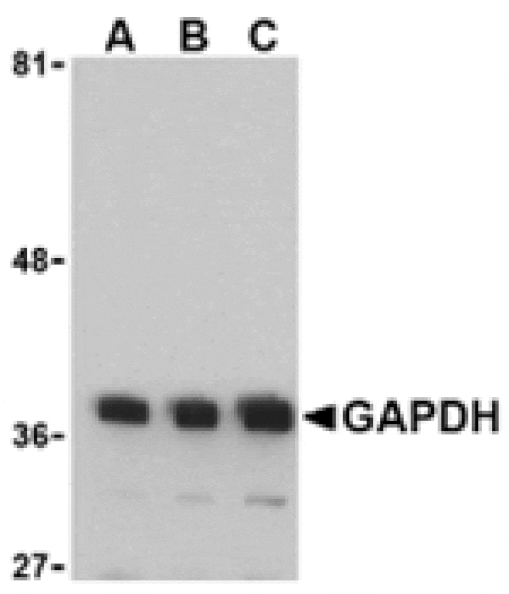 Western blot - GAPDH Antibody from Signalway Antibody (24407) - Antibodies.com