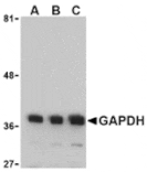 Western blot - GAPDH Antibody from Signalway Antibody (24407) - Antibodies.com