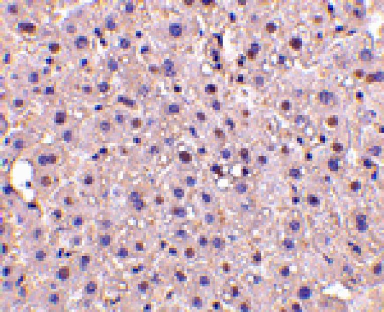 Immunohistochemistry - GAPDH Antibody from Signalway Antibody (24407) - Antibodies.com