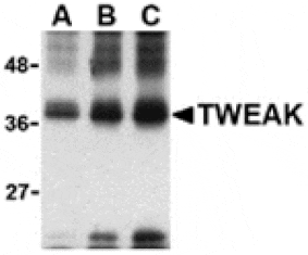 Western blot - TWEAK Antibody from Signalway Antibody (24409) - Antibodies.com