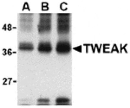 Western blot - TWEAK Antibody from Signalway Antibody (24409) - Antibodies.com