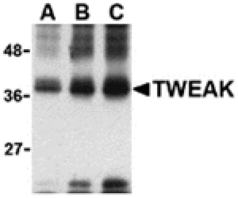 Western blot - TWEAK Antibody from Signalway Antibody (24409) - Antibodies.com