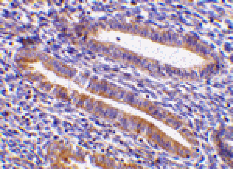 Immunohistochemistry - TIM-1 Antibody from Signalway Antibody (24416) - Antibodies.com