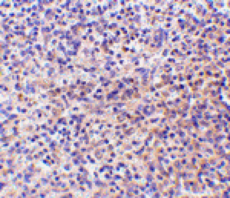 Immunohistochemistry - RP105 Antibody from Signalway Antibody (24422) - Antibodies.com
