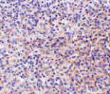 Immunohistochemistry - RP105 Antibody from Signalway Antibody (24422) - Antibodies.com