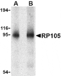 Western blot - RP105 Antibody from Signalway Antibody (24423) - Antibodies.com