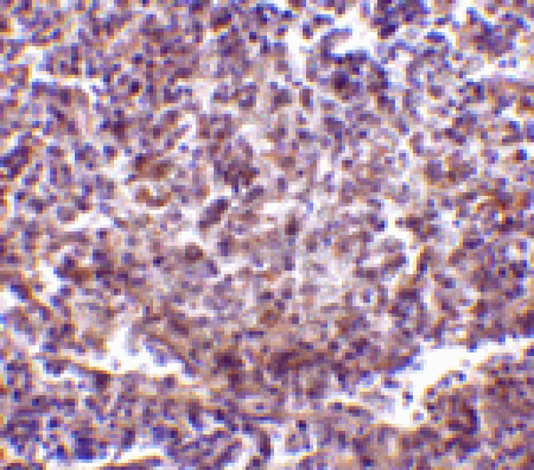 Immunohistochemistry - RP105 Antibody from Signalway Antibody (24423) - Antibodies.com