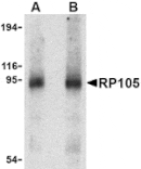 Western blot - RP105 Antibody from Signalway Antibody (24424) - Antibodies.com