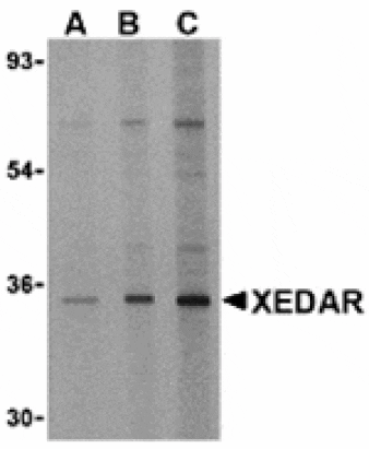 Western blot - XEDAR Antibody from Signalway Antibody (24427) - Antibodies.com