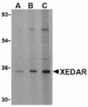 Western blot - XEDAR Antibody from Signalway Antibody (24427) - Antibodies.com