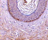 Immunohistochemistry - XEDAR Antibody from Signalway Antibody (24427) - Antibodies.com