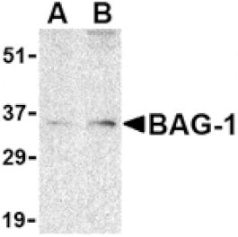 Western blot - BAG-1 Antibody from Signalway Antibody (24434) - Antibodies.com