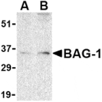 Western blot - BAG-1 Antibody from Signalway Antibody (24434) - Antibodies.com
