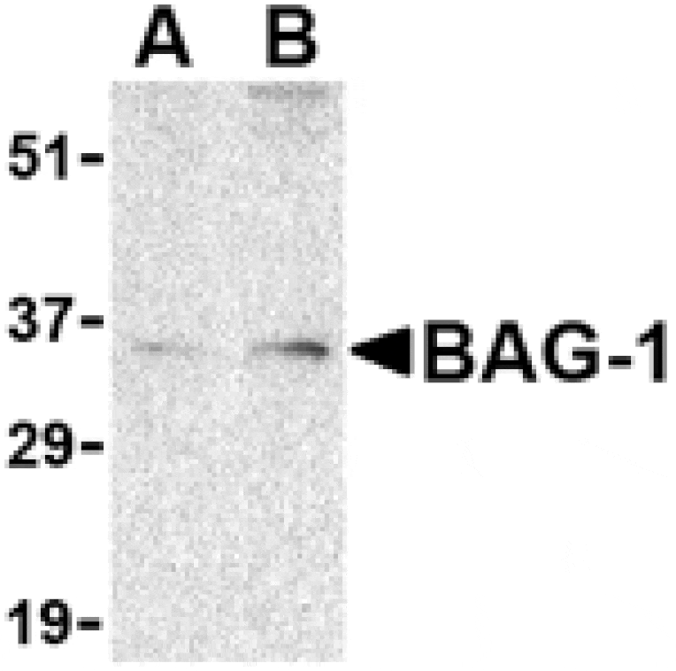 Western blot - BAG-1 Antibody from Signalway Antibody (24434) - Antibodies.com