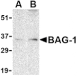 Western blot - BAG-1 Antibody from Signalway Antibody (24434) - Antibodies.com